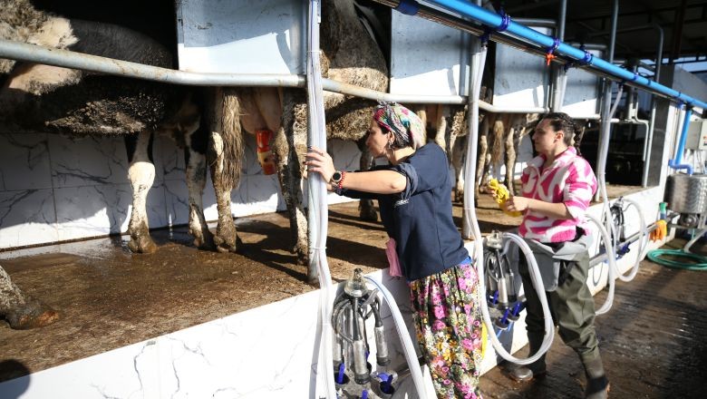 Psikologluğu Bıraktı Balıkesir'de Çiftlik Kurdu