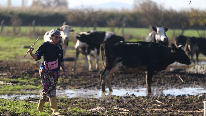 Psikologluğu Bıraktı Balıkesir'de Çiftlik Kurdu