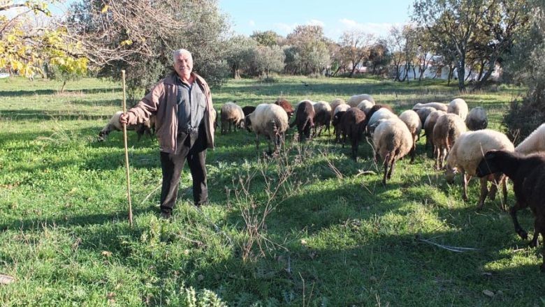 Burhaniye'de Yağışlar Çiftçi ve Çobanları Sevindirdi