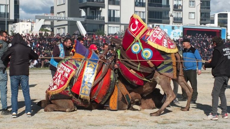 Geleneksel Deve Güreşleri Binlerce Seyirciyle Buluştu