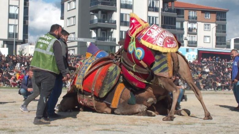 16 Yıldır Deve Güreşlerini Objektifinden Sunuyor