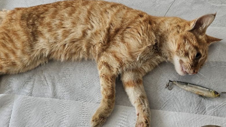 Edremit'te Ağzına Olta Takılan Kedi Kurtarıldı