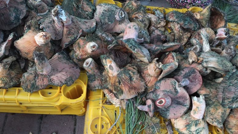 Madra Dağı'nda Melki Mantarı Bolluğu