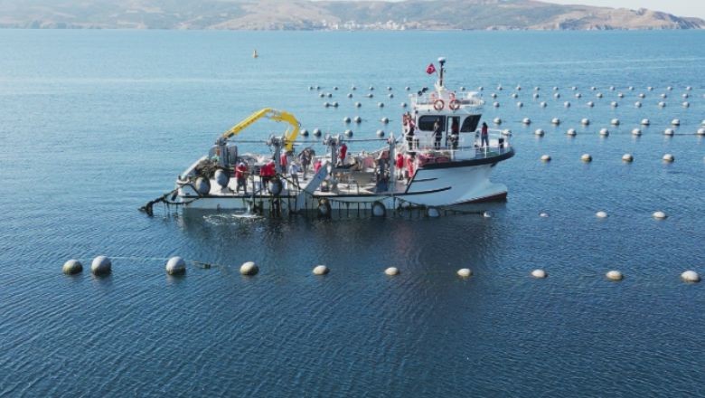 Balıkesir Midye Üretiminde Kapasitesini İki Katına Çıkarıyor