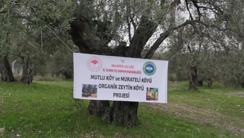 Zeytin Üretiminde Organik Dönem