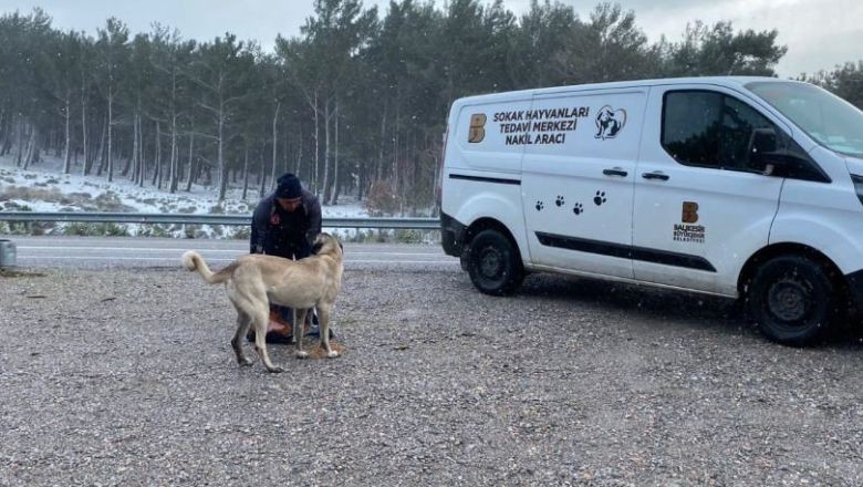 Sokak ve Yaban Hayvanlarına Mama Desteği