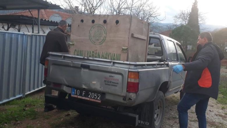 Yaralı Tilki Yaşam Savaşını Kazandı