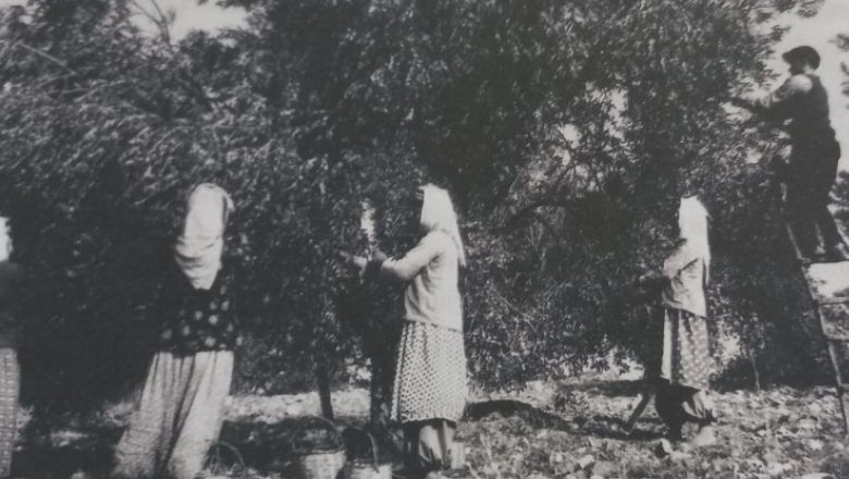 Zeytinin Hasadı Kitaplaştı