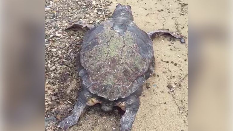 100 Yaşındaki Ölü Caretta Caretta Sahile Vurdu
