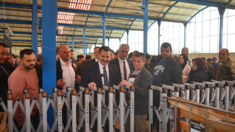Büyükşehir Savaştepe’de Üreticiye Damızlık Koç Dağıttı