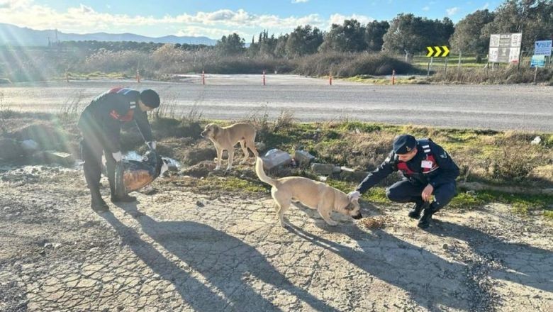 Jandarma Ekipleri Sokak Hayvanlarının Yanında