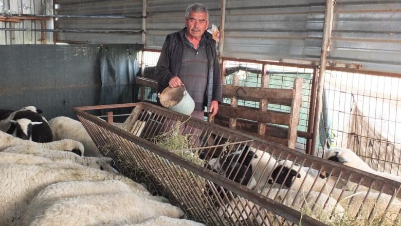 Kuzularının Kesilmesine Gönlü Razı Olmayınca Satıştan Vazgeçti