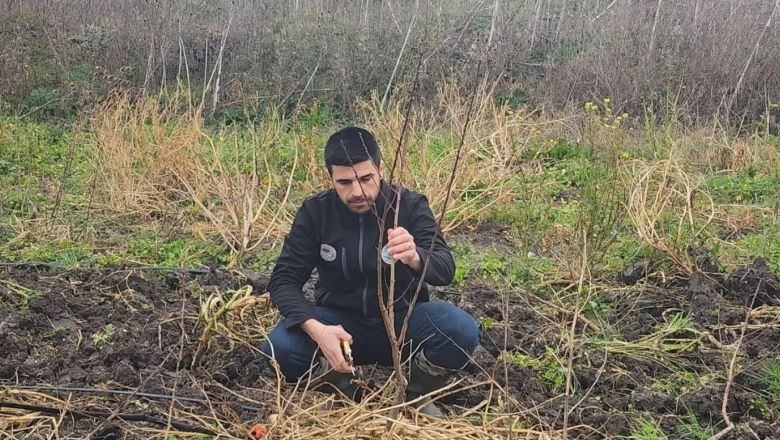 Kepsut'ta Şeftali Üretiminde Yeni Proje
