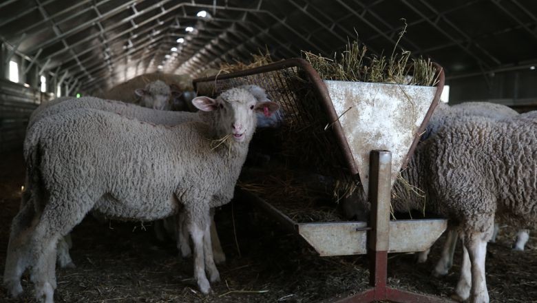 Balıkesir'den Çıkan Lezzet: Et Ürünleri