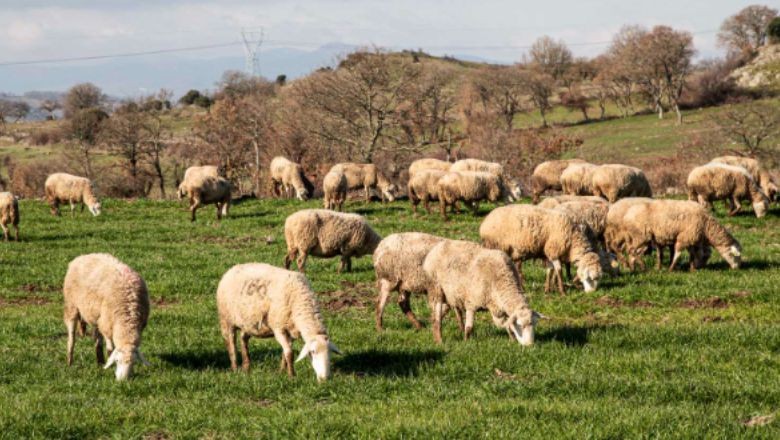 Balıkesir'den Çıkan Lezzet: Et Ürünleri