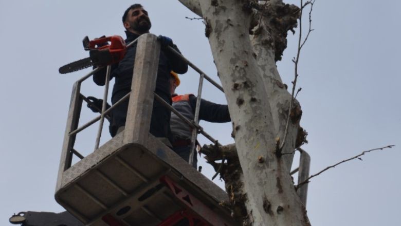 Balıkesir'in Ağaçları Bahara Hazırlanıyor
