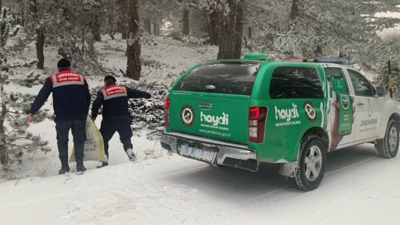 Jandarma 665 Sokak Hayvanına Destek Oldu