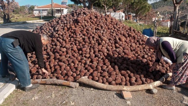 Fıstıkçamı Kozalak Hasadı Burhaniye'de Tamamlandı