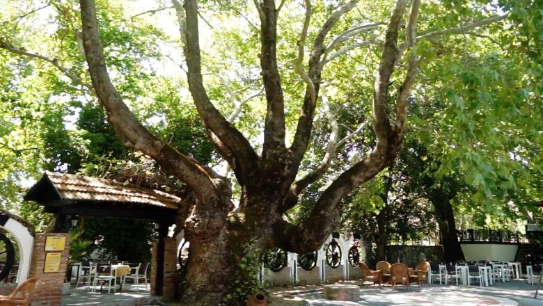 Balıkesir'de Atatürk'ün Çınarı: Bir Tarihi Anıtın Hikayesi