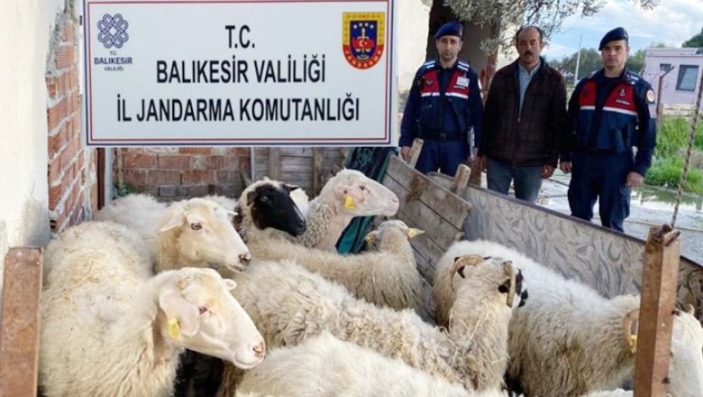 Dolandırıcılar Balıkesir'de Koyun Alıp EFT'yi İptal Ederek Kaçtı