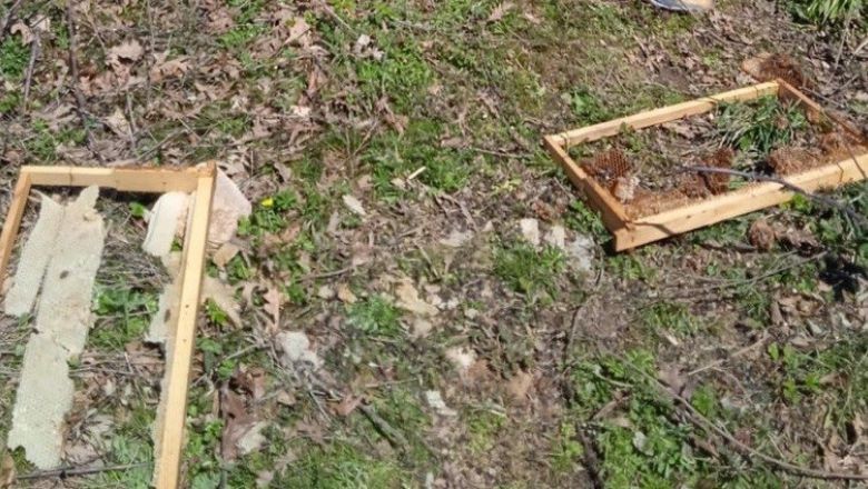 Gönen'de Ayılar Arı Kovanlarına Saldırdı