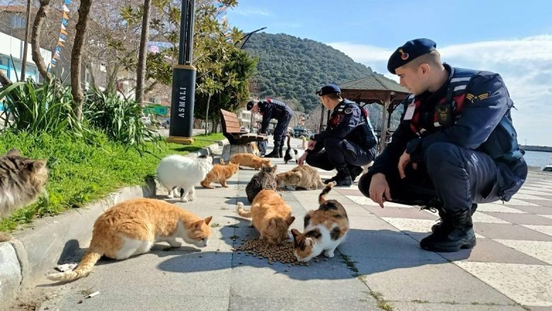 O Ülkenin Sokaklarında Sahipsiz Hayvan Yok!