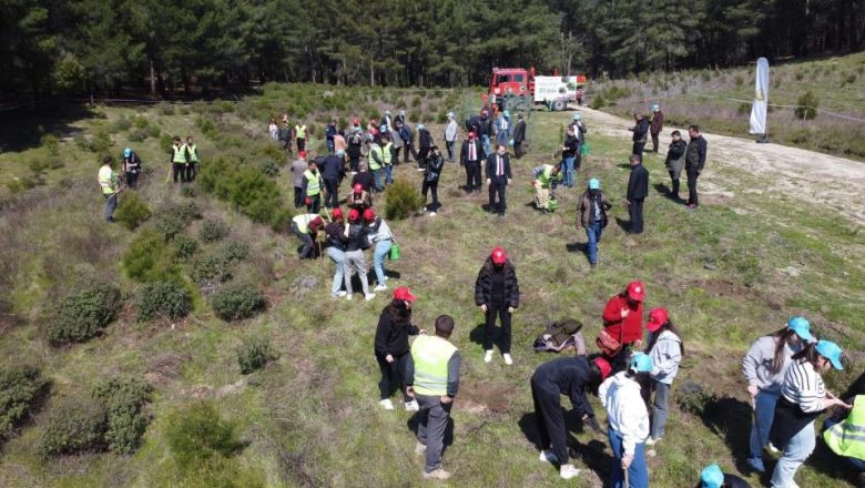 Kazdağları Yeni Ağaçları İle Buluştu
