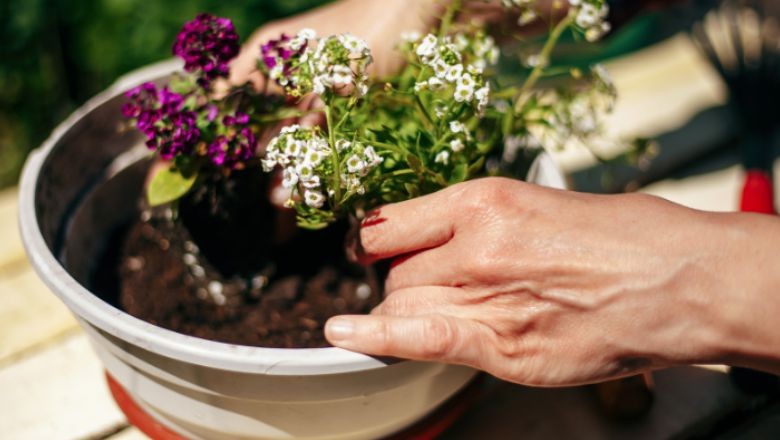 Balıkesir İklimine Göre Bahçe Bakımı