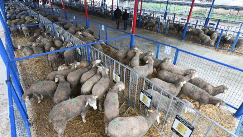 Balıkesir'de 550 Damızlık Sahiplerini Buldu