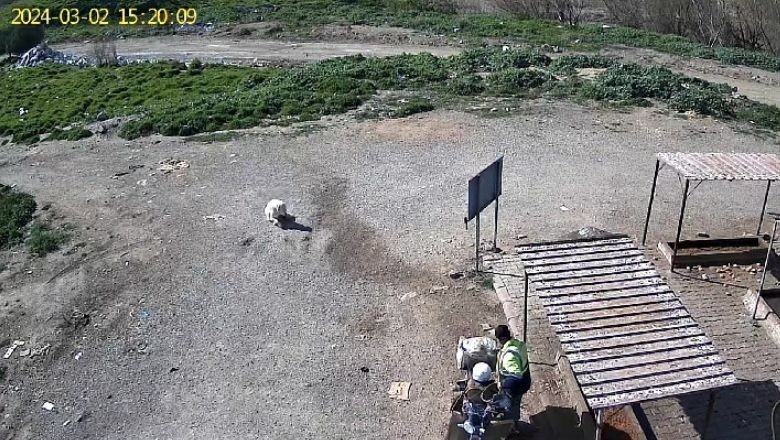 Balıkesirli Hayvanseverlerin Güvenlik Mücadelesi