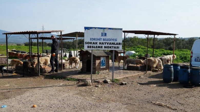 Balıkesirli Hayvanseverlerin Güvenlik Mücadelesi