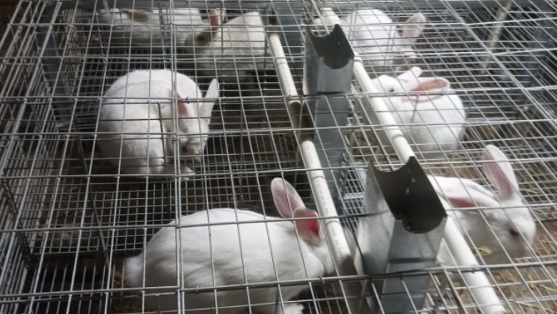 Zeytin Tarlasından Farklı Bir Kazanç Kapısı
