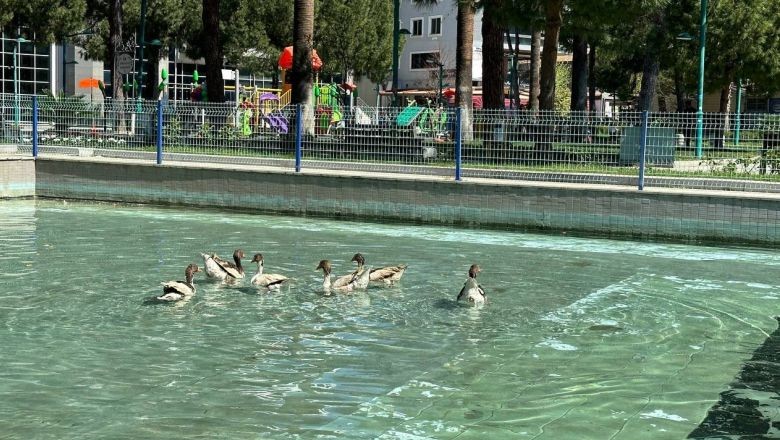 Edremit'te Ördekli Park Yeniden Canlandırıldı