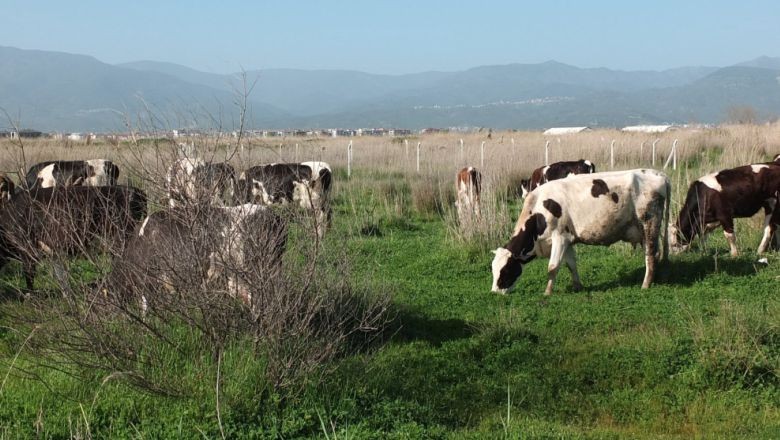Burhaniye'de Baharın Müjdesiyle Çobanlar Keyiflendi