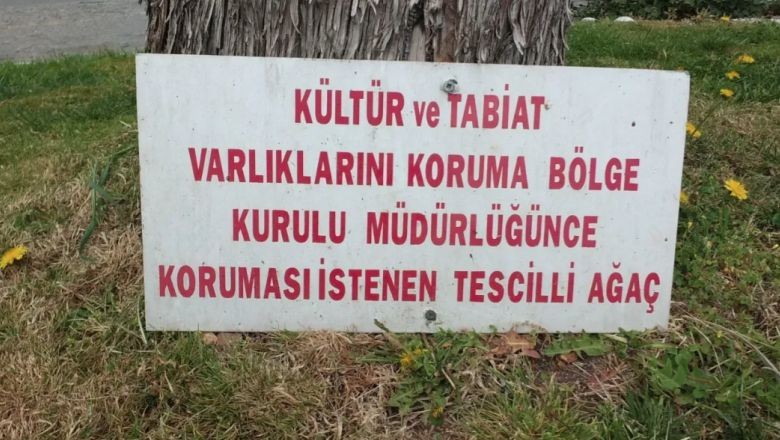 Burhaniye'de Kuruyan Ağacın Tabelası Görenleri Şaşırtıyor