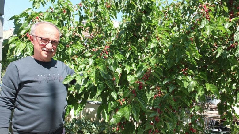 Burhaniye'deki Baharın İlk Meyveleri Kendini Gösterdi