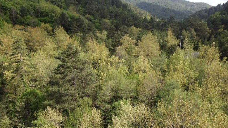 Kazdağları'ndaki Renk Değişimi Dikkat Çekti
