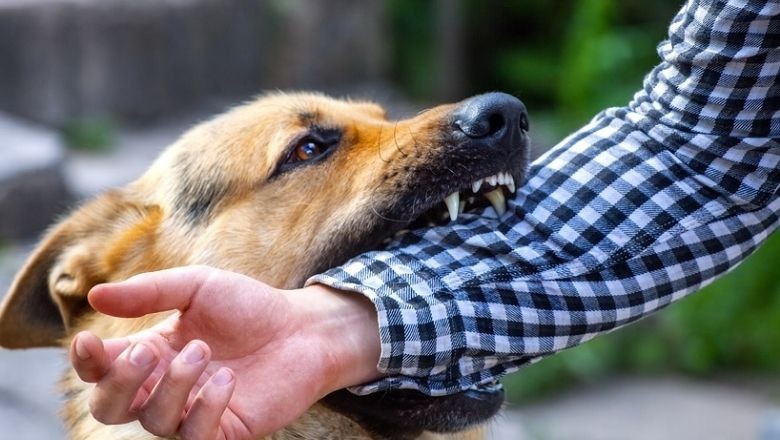 Köpek Saldırılarında İlk Yardım Uygulamaları