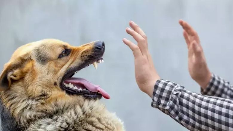 Köpek Saldırılarında İlk Yardım Uygulamaları