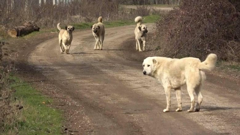 Köpek Saldırılarında İlk Yardım Uygulamaları