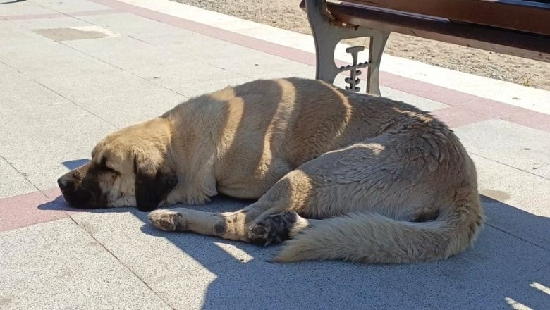O Ülkenin Sokaklarında Sahipsiz Hayvan Yok!