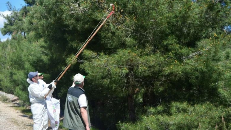 Balıkesir Ormanlarında Doğal Denge Korunuyor