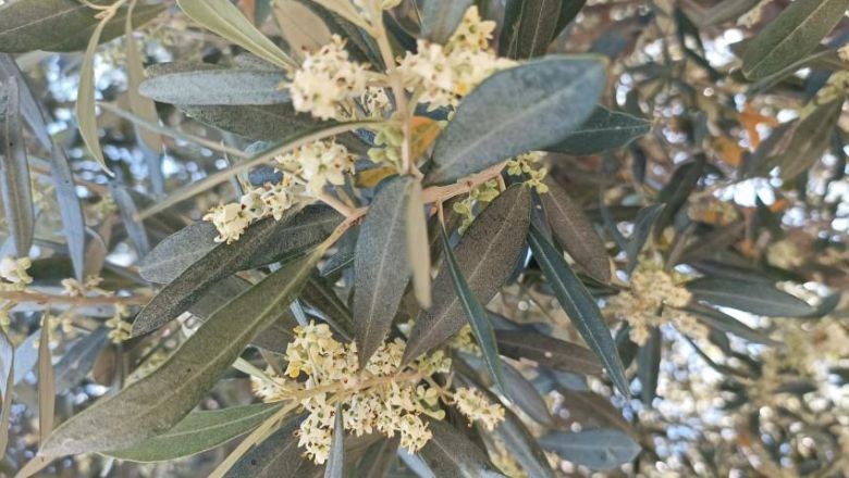 Zeytin Hasadında Tehlike! Havran'da Pamuklu Bit Alarmı