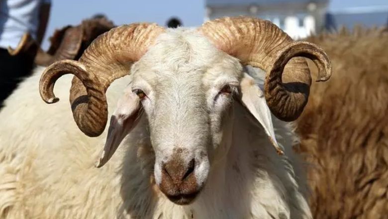 Kurban Bayramı Hazırlıkları Nelerdir? Bu Adımları Atlamayın