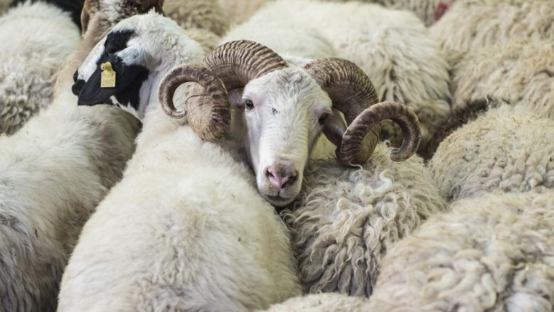 Kurban Bayramı Hazırlıkları Nelerdir? Bu Adımları Atlamayın