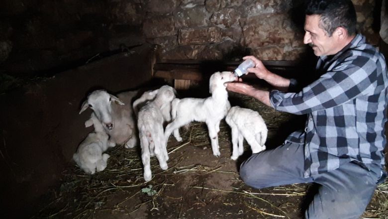 Balıkesir’in Cins Koyunu Beşiz Doğurdu