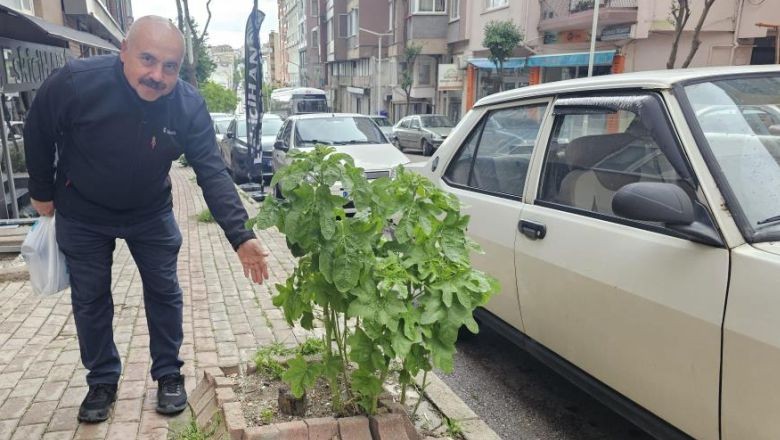 Bandırmalılar Yeşil Cadde İstiyor