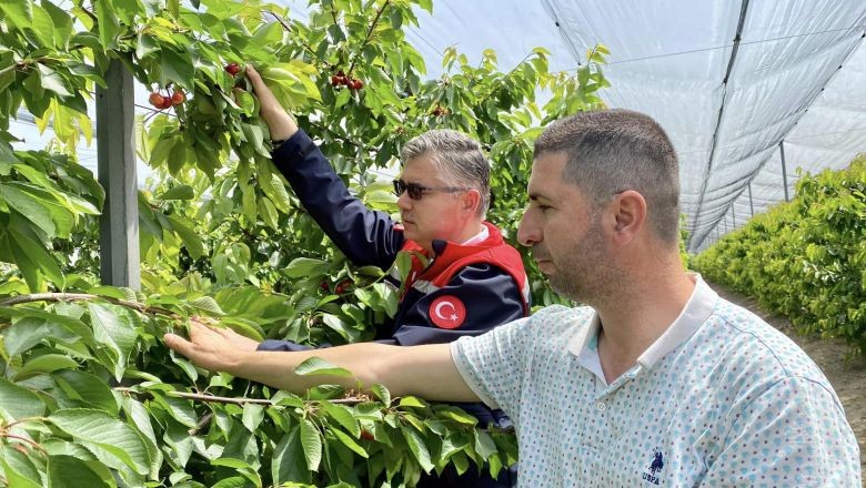 Bu Meyve İlk Defa Balıkesir'de Yetiştirildi