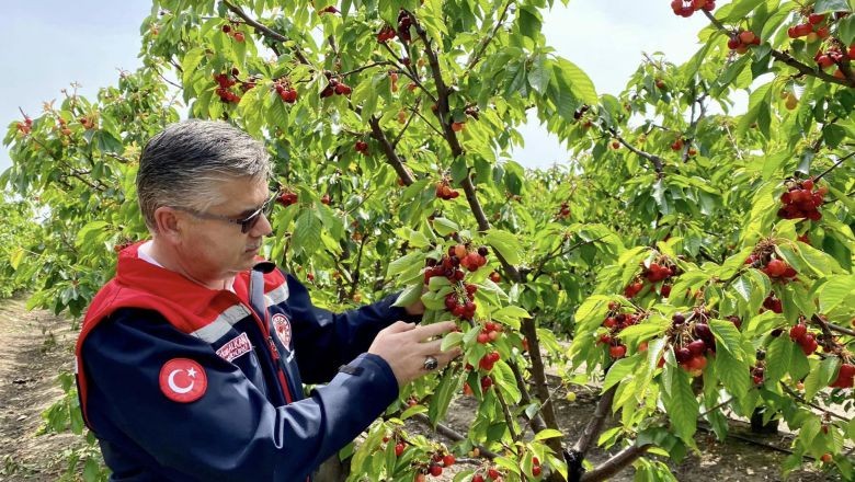 Bu Meyve İlk Defa Balıkesir'de Yetiştirildi