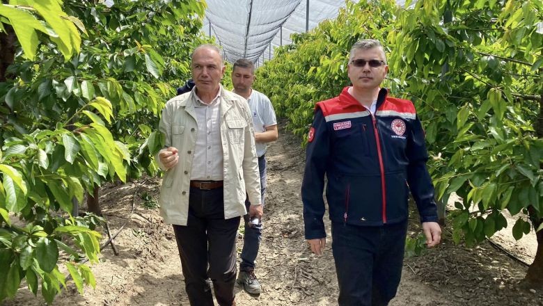 Bu Meyve İlk Defa Balıkesir'de Yetiştirildi